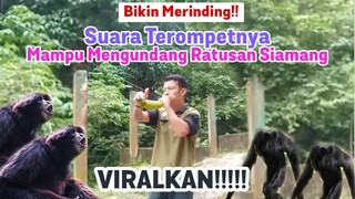 Pria Ini Memanggil Siamang Liar dengan Terompet - CALLING WILD GIBBONS WITH TRUMPET