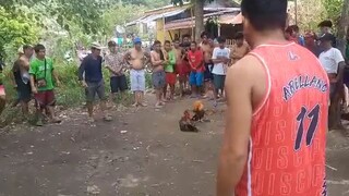 Mayahin VS bulik