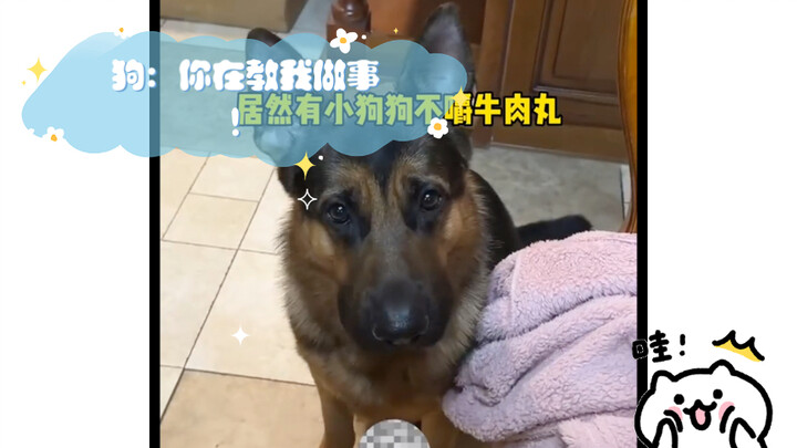 Dog: You're teaching me how to do things!