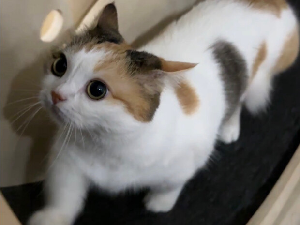 Lạc lối trong từng lời khen “Giỏi quá” của mẹ