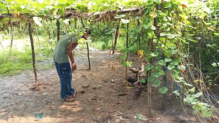 টাকার প্রয়োজন আর জায়গার সংকটের কারণে আজ আমার খুব প্রিয় হাঁসগুলো বিক্রি করে দিতে হলো…#খামারেরজীবন #কৃ