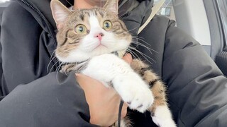 Cat Coco ตกใจเพราะไปปั๊มน้ำมันครั้งแรก