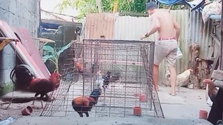 sabong manok