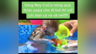 monkey dog cute animals cliphay cliphai friends family thieunhi car COCO THÍCH TẮM HỒ BƠI LẮM Ạ