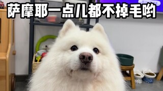 萨摩耶一点儿都不掉毛哟！
