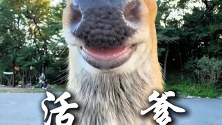 Dari hewan-hewan ini, yang mana yang paling ingin kamu elus?