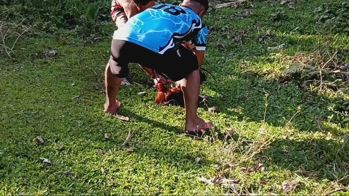 Eto yung manok kong immortal!