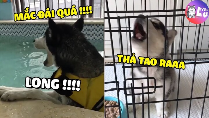 Bằng chứng cho thấy bọn Ngáo này biết nói Tiếng Việt 😂| Yêu Lu Official