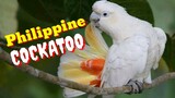 PHILIPPINE COCKATOO | KATALA | KALANGAY | Tenrou21