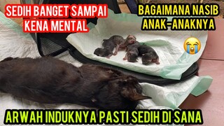 Haru Tangis Kasihan Bayi-Bayi Kucing Ini Induknya Telah Meninggal Dunia Di Klinik..!