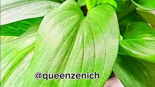Salah satu bunga yang membuat rumah tampak lebih segar #queenzenich
