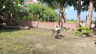 Rudy  vs  2