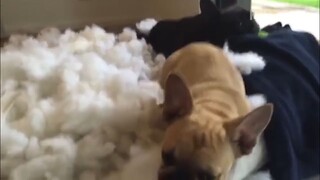 NOT THE SMARTEST DOGS - Derpy Dogs - LAUGH Compilation