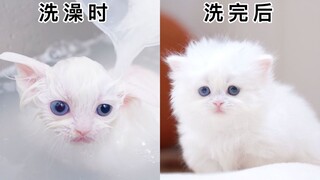 猫猫虫：“惨遭翻新”