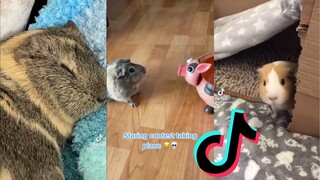 Guinea pig side of TikTok