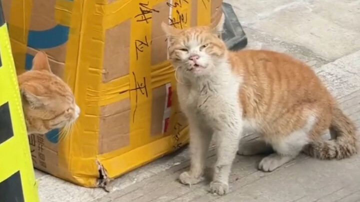 “Apa yang dilakukan oleh kucing-kucing angkatan pertama yang pulang ke kampung untuk merayakan Tahun