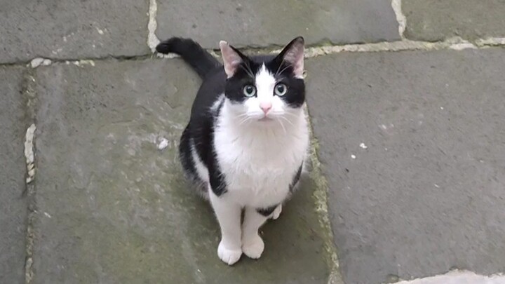 Cara memanggil kucing yang tidak mau pulang ke rumah