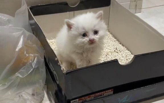 Teaching the kitten I picked up how to poop