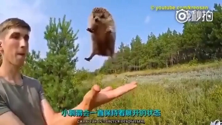 Kamu mungkin pernah dengar suara rubah, tapi pernah dengar suara landak?