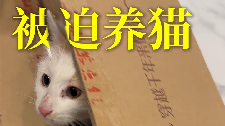 被迫养猫？希望这个系列不要再有下一期！