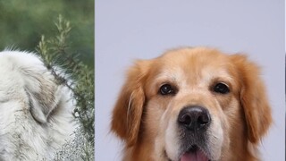 Với tính cách và khí chất sánh ngang với chó Golden Retriever nhưng không bằng Golden Retriever, hãy