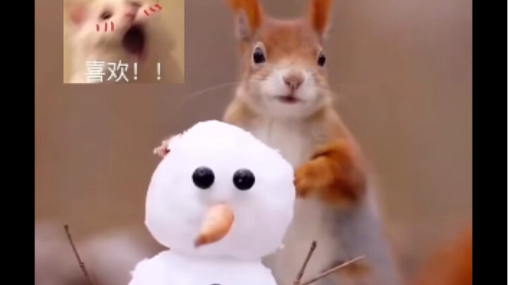 Who could resist a fluffy creature from a level perspective? Duang duang!