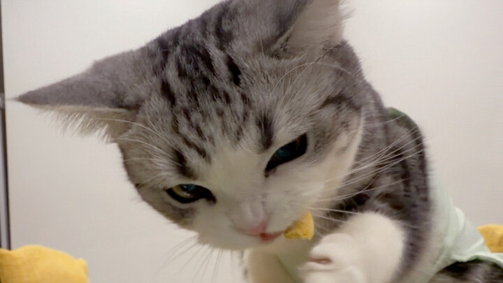 Mèo mèo: Cái thứ này do ai nghĩ ra vậy, ngon quá đi mất!