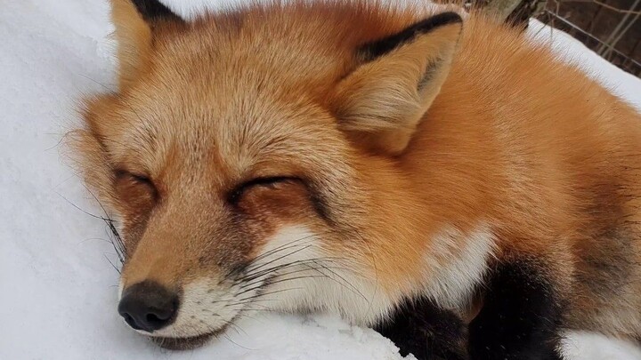 Masuk dan usap rubah! Rua! (Ngusap rubah ini bikin berasa sembelit.)