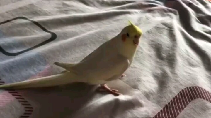 เพลงแห่งนกเดินดิน