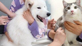 วิธีฉีดที่ง่ายที่สุดคือสำหรับสุนัขและแมว