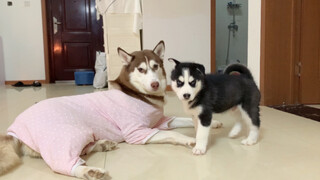 Husky Sinh Con Là Để Tự Chơi Đấy Mà