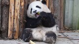 Bayi Panda yang Kesulitan Makan Rebung