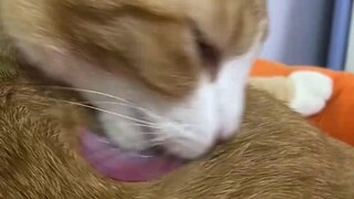 Cat: Speechless! #cat