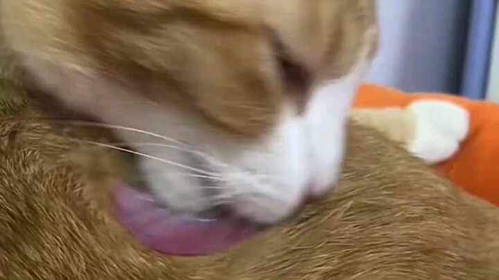 Cat: Speechless! #cat