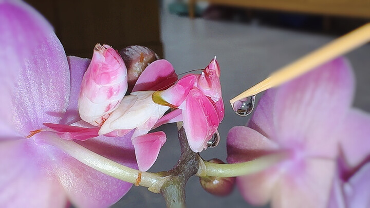 Mantis di dunia anime pun tidak berani tumbuh sebesar ini!