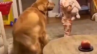 good boi got moves