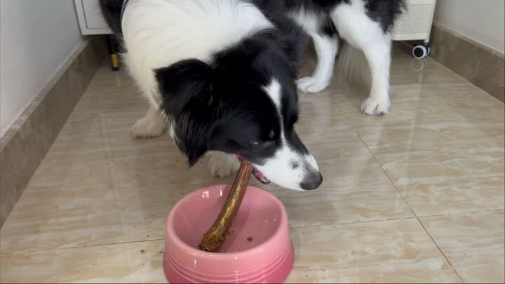 Immersive: Puppy Devours Crispy Duck Neck