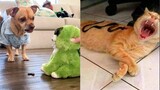 Dog and Cat Reaction to Playing Toy - Funny Dog & Cat Toy Reaction Compilation