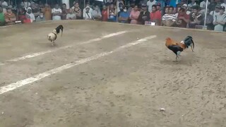 1st fight 2hits