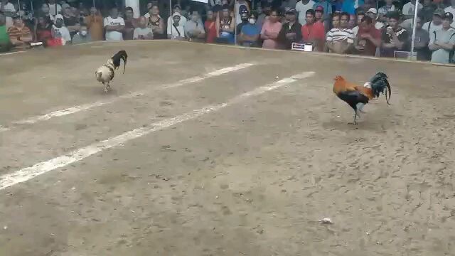 1st fight 2hits