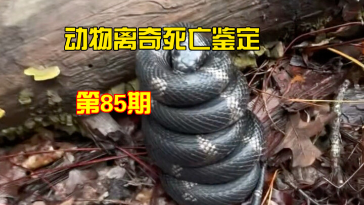 Animal Mysterious Death Identification No. 85