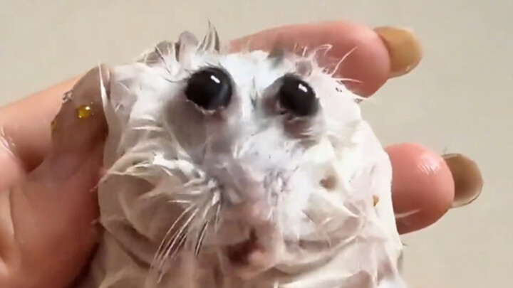 Hewan yang Basah Kuyup: Sejujurnya, setelah basah kuyup benar-benar nggak kelihatan lagi