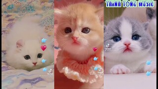 Video tiktok mèo đẹp và dễ thương || Mèo đáng yêu