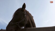 The Devil Music Co. - Runaway Mustang