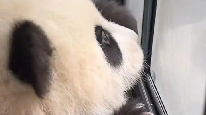 Good morning, the working bear is commuting on the bus 🐼