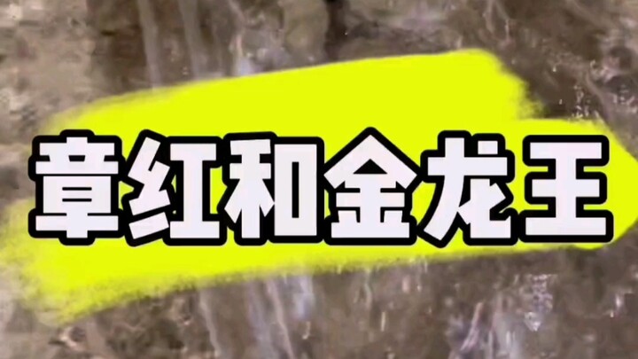 Zhang Hong and King Jinlong Are Back!