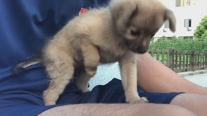 مهلاً، أيها الكلب، أنت تحتل مكاني، [خجول] لطيف جدًا، أنا أيضًا أريد...