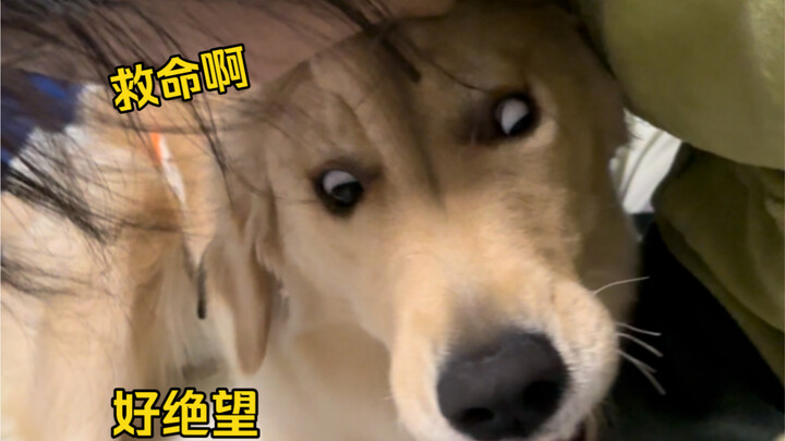 ขำตาย! ทำไมหมาถึงกรนดังขนาดนี้นะ!? กลางดึกพ่อกับพี่สาวกรนพร้อมกัน จนเจ้าหมาโง่แทบจะสติแตกเลย