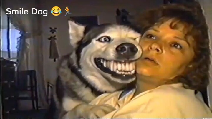 😂 When Your Dog Looks WAY Too Scary! 🐶😱 | Funny Reaction