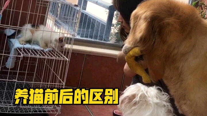 The difference in the dog’s attitude before and after a cat was brought home is just too huge?!